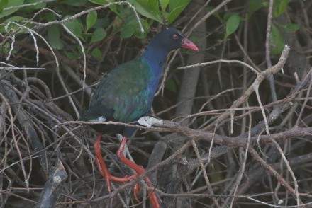 First ever sighting of Allen's Gallinule (Porphyrio alleni) in Sri Lanka (courtesy of Kasun Gonagala)