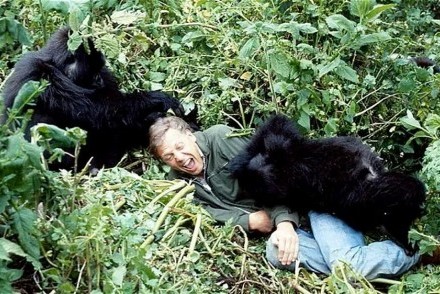 Sir David Attenborough with gorillas in Rwanda (courtesy of the BBC)