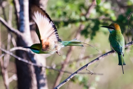 Little Green Bee-eaters, Sri Lanka (courtesy of Matt Ward)