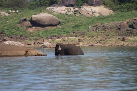 Elephant in the lake, Gal Oya NP, Sri Lanka