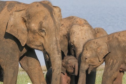 Family group of Asian Elephants, Sri Lanka
