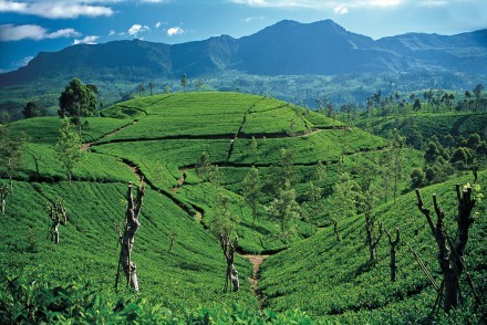 Typical Hill Country view, Sri Lanka