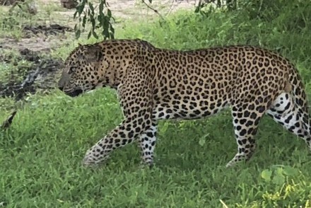 Leopard seen in Yala NP by Harriet and Michael on holiday with Tikalanka in February 2023