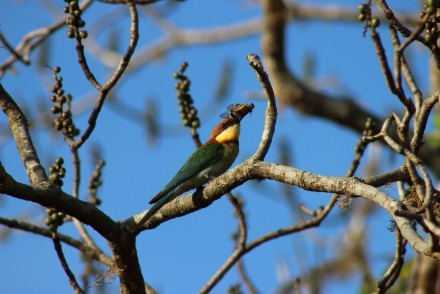 Chestnut-headed Bee-eater, Sri Lanka