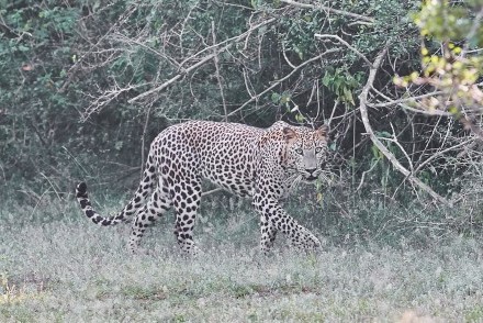 Leopard prowling in Yala National Park, Sri Lanka (courtesy of Laurence Pordes)