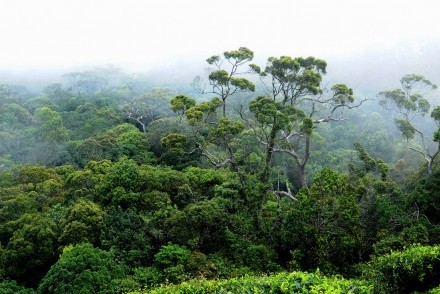Sinharaja Forest Reserve, Sri Lanka