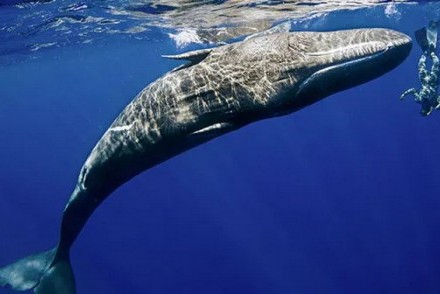 Sperm whale and diver