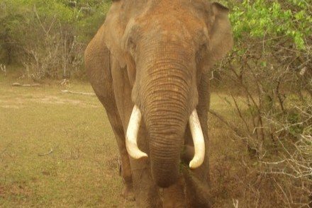 Tusker, Yala West National Park, Sri Lanka