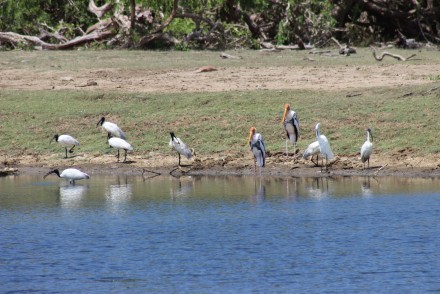 Sacred Ibises and Painted Storks around a water hole, Yala National Park, Sri Lanka