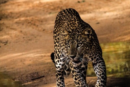 Leopard seen in Yala National Park, Sri Lanka (photo courtesy of Martin Blow)