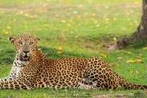 Baagu the leopard, Kumana National Park, Sri Lanka (courtesy of Eco Team)