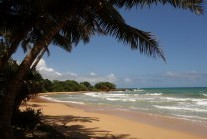 Golden sand, swaying palms and the clear blue waters of a typical sun-drenched beach in Sri Lanka