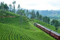 A train negotiating the tortuous railway line through the Hill Country in Sri Lanka