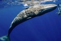 Sperm whale and diver