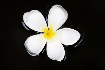 Frangipani flower floating on water, Sri Lanka