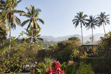 Tropical garden, Ellerton, Kandy, Sri Lanka