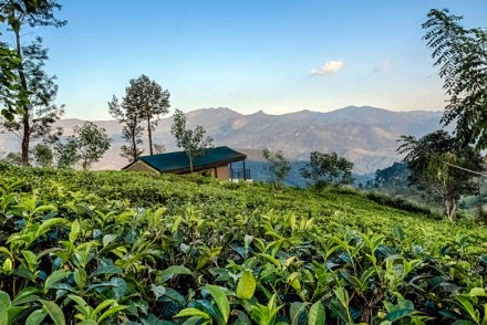 Knuckles Mountain Range from Madulkelle Tea & Eco Lodge, Sri Lanka