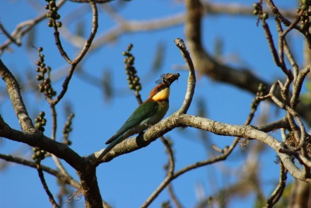 Chestnut-headed Bee-eater feeding, Sri Lanka