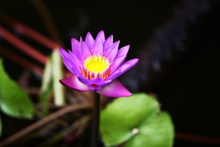 Nil Mahanel (Nympheae stelleta), or blue lotus, is the national flower of Sri Lanka