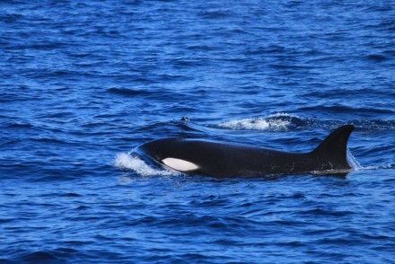 Orca whale spotted around Sri Lanka's coast