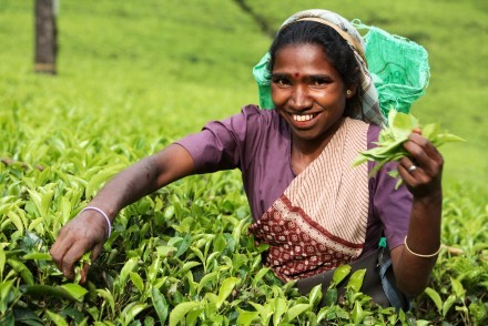 Tea picker, Nuwara Eliya, Hill Country, Sri Lanka