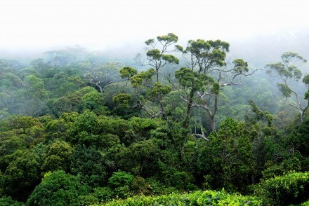 Sinharaja Forest Reserve around The Rainforest Ecolodge, Sinharaja, Sri Lanka