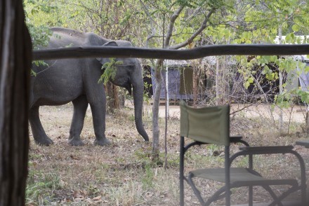 Elephant roaming through Tree Tops Jungle Lodge, Buttala, Sri Lanka