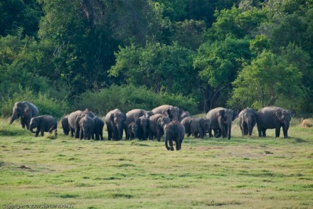 Herd of elephants in the wild, Sri Lanka 