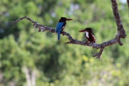 Kingfishers, Sri Lanka