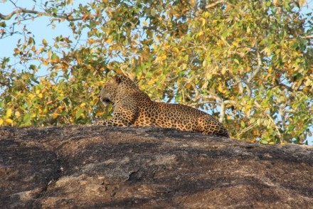 Leopard atop a rock at dawn, Yala National Park, Sri Lanka