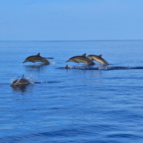 Pod of dolphins seen on a cruise, Maldives