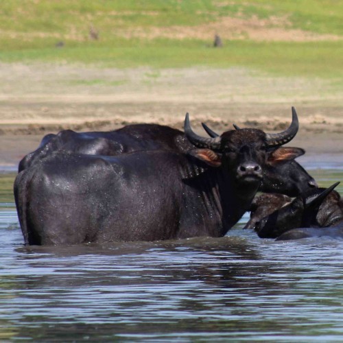 Water buffaloes, Gal Oya National Park, Sri Lanka