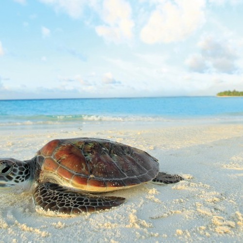 Turtles are seen regularly in the ocean and on land in Maldives