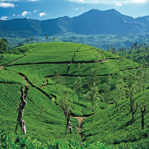 Great Western Range, Hill Country, Sri Lanka