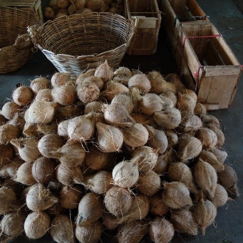 Coconuts in a market in Sri Lanka