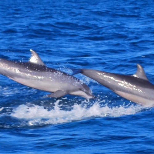 Dolphin and whale watching off the Kalpitiya peninsula, Sri Lanka