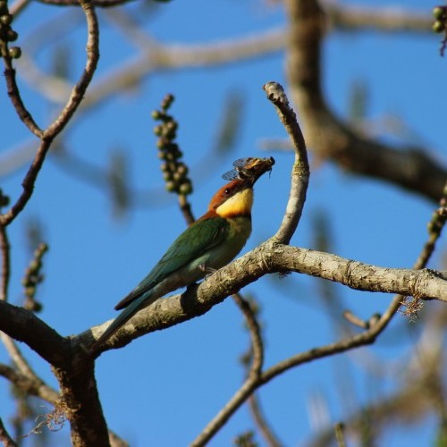 Chestnut-capped Bee-eater with an insect in its beak, Sri Lanka