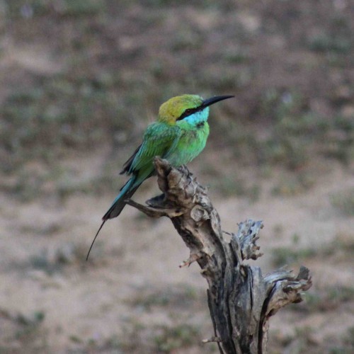Little Green Bee-eater, Sri Lanka