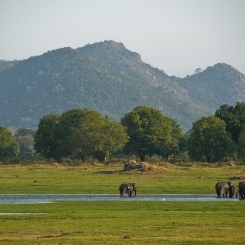 Elephants and a mountain backdrop, Minneriya National Park, Sri Lanka