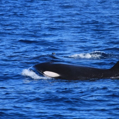 Killer whale (Orca) viewed from a Mirissa Water Sports' boat, Mirissa, Sri Lanka