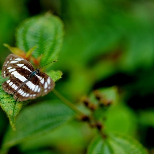 Butterfly, Sinharaja Biosphere Reserve around The Rainforest Ecolodge, Sinharaja, Sri Lanka