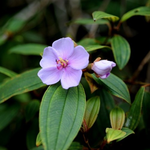 Flower, Sinharaja Forest Reserve around The Rainforest Ecolodge, Sinharaja, Sri Lanka