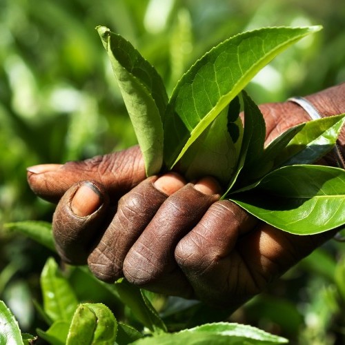 Tea, the beating heart of the Hill Country, Sri Lanka