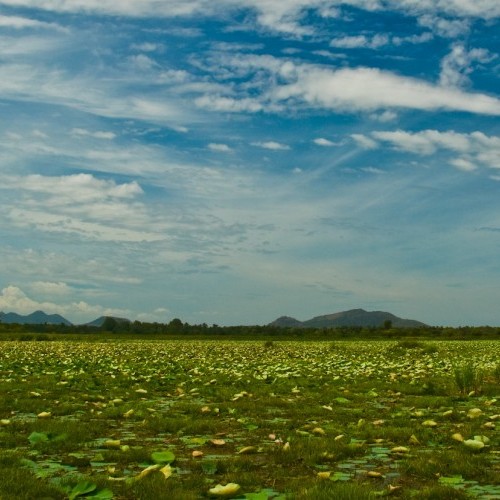 Lotus plants and typical low country scenery, Tissamaharama, Sri Lanka