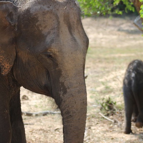 Elephants at Yala National Park not far from Tissamaharama, Sri Lanka