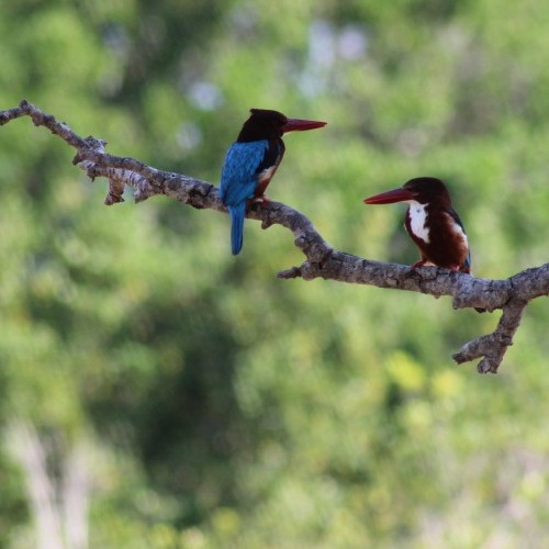 Perching Kingfishers, Sri Lanka