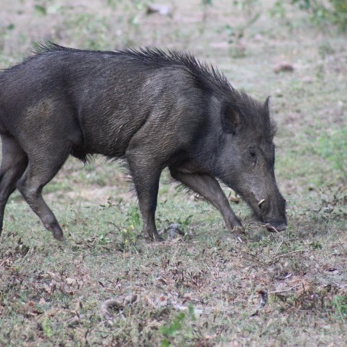 Male Wild Boar, Sri Lanka