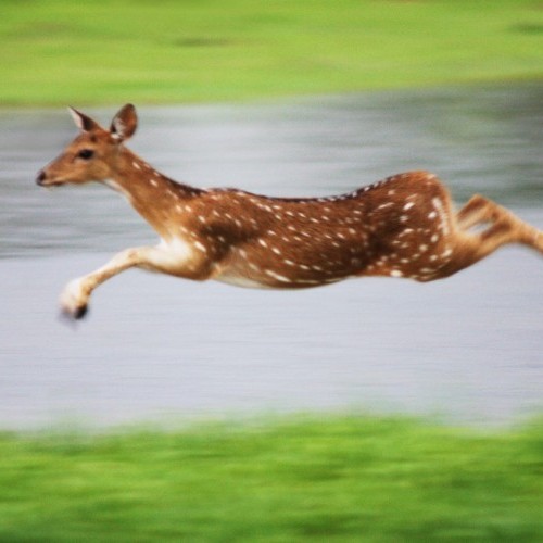 Spotted deer in flight in Yala West National Park, Sri Lanka