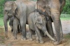 Family group of elephants, Yala National Park, Sri Lanka