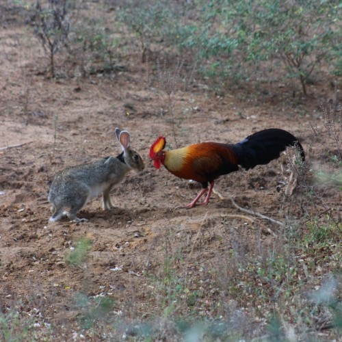Love at first sight, Cock and Hare, Yala National Park, Sri Lanka